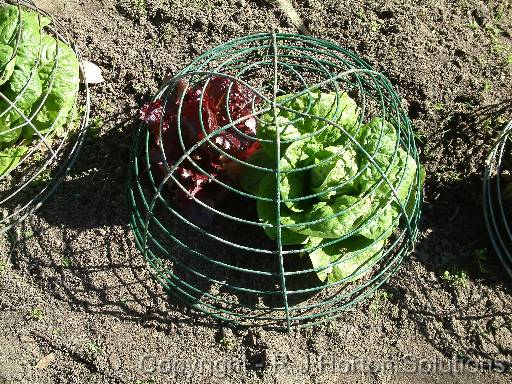 Lettuce - Wire 